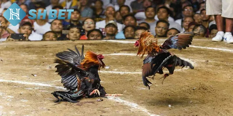 Một vài thông tin tổng quát về loại hình đá gà Thomo