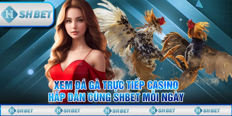 Xem Đá Gà Trực Tiếp Casino Hấp Dẫn Cùng SHBET Mỗi Ngày