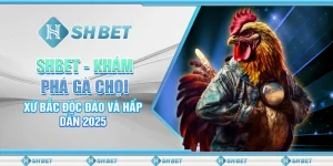 SHBET - Khám Phá Gà Chọi Xứ Bắc Độc Đáo Và Hấp Dẫn 2025